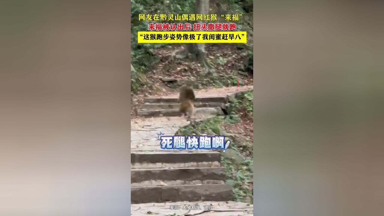 网友在黔灵山偶遇网红猴“来福”,来福被认出后扭头撒腿就跑