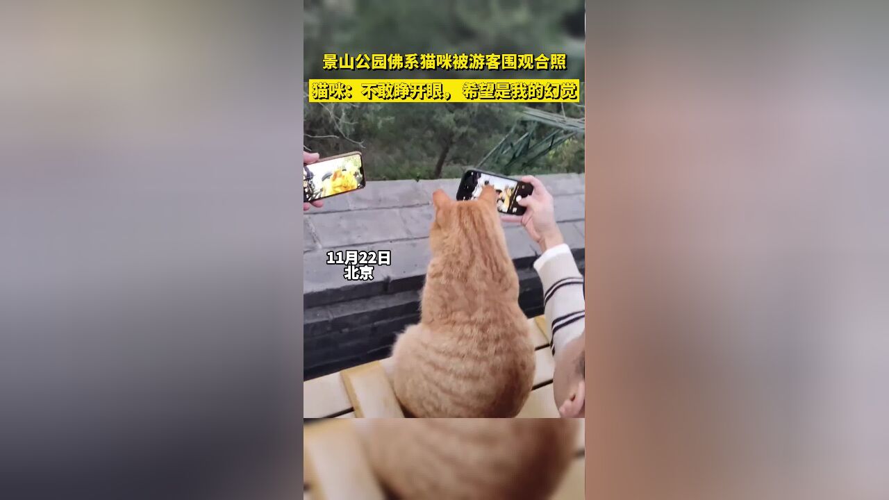 景山公园佛系猫咪被游客围观合照,猫咪:不敢睁开眼