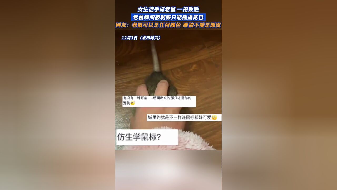 女生徒手抓老鼠一招致胜,老鼠瞬间被制服只能摇摇尾巴