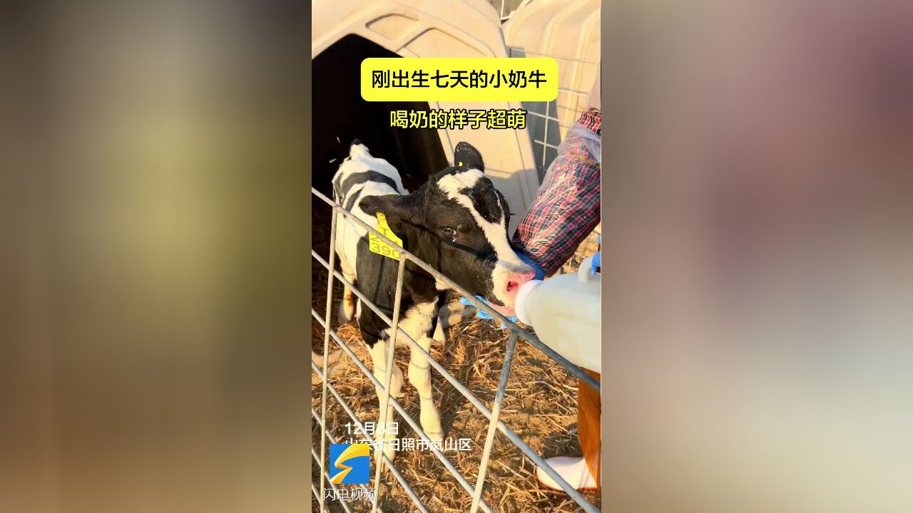 住“单间” ,吃“定制餐”,日照这里的小奶牛超幸福