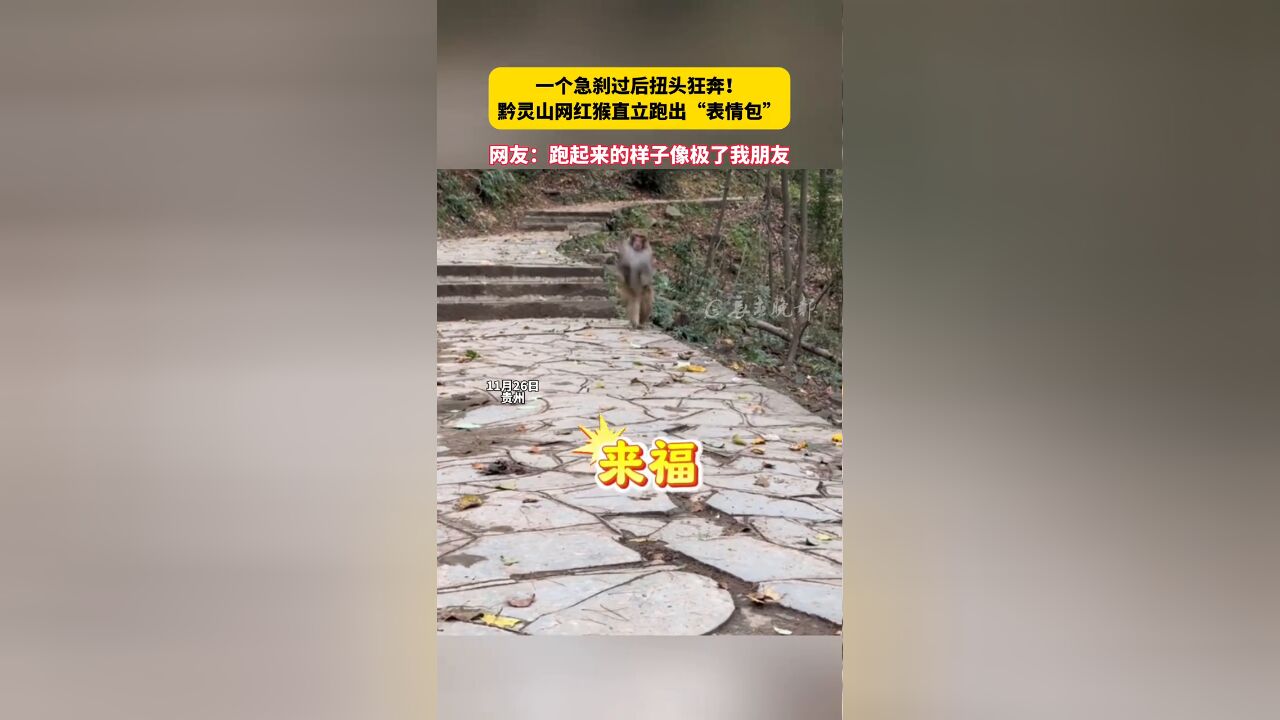 一个急刹过后扭头狂奔! 黔灵山网红猴直立跑出“表情包”