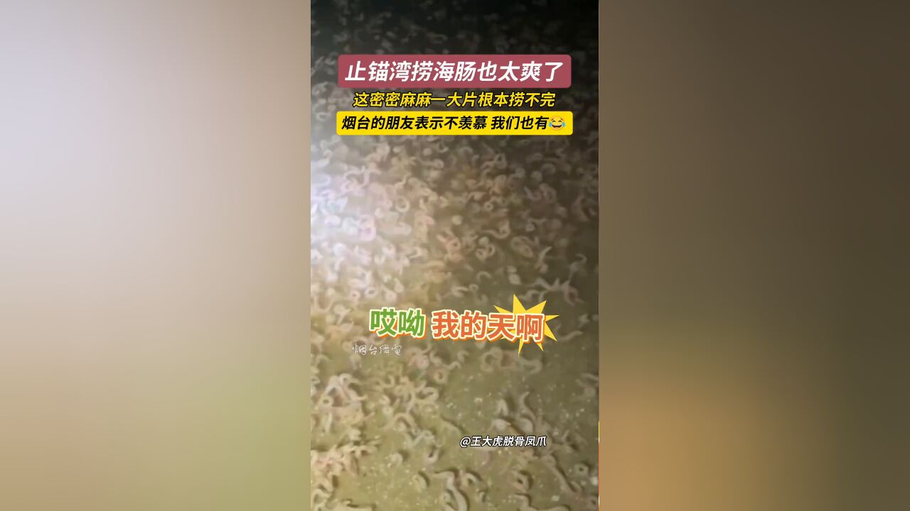 辽宁止锚湾捞海肠太爽了,密密麻麻一大片根本捞不完