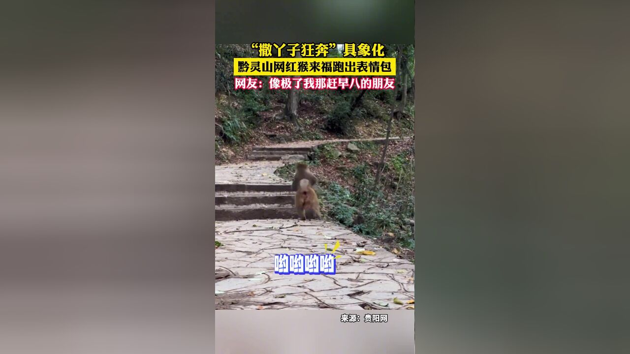 “撒丫子狂奔”具象化,贵州黔灵山网红猴来福跑出表情包