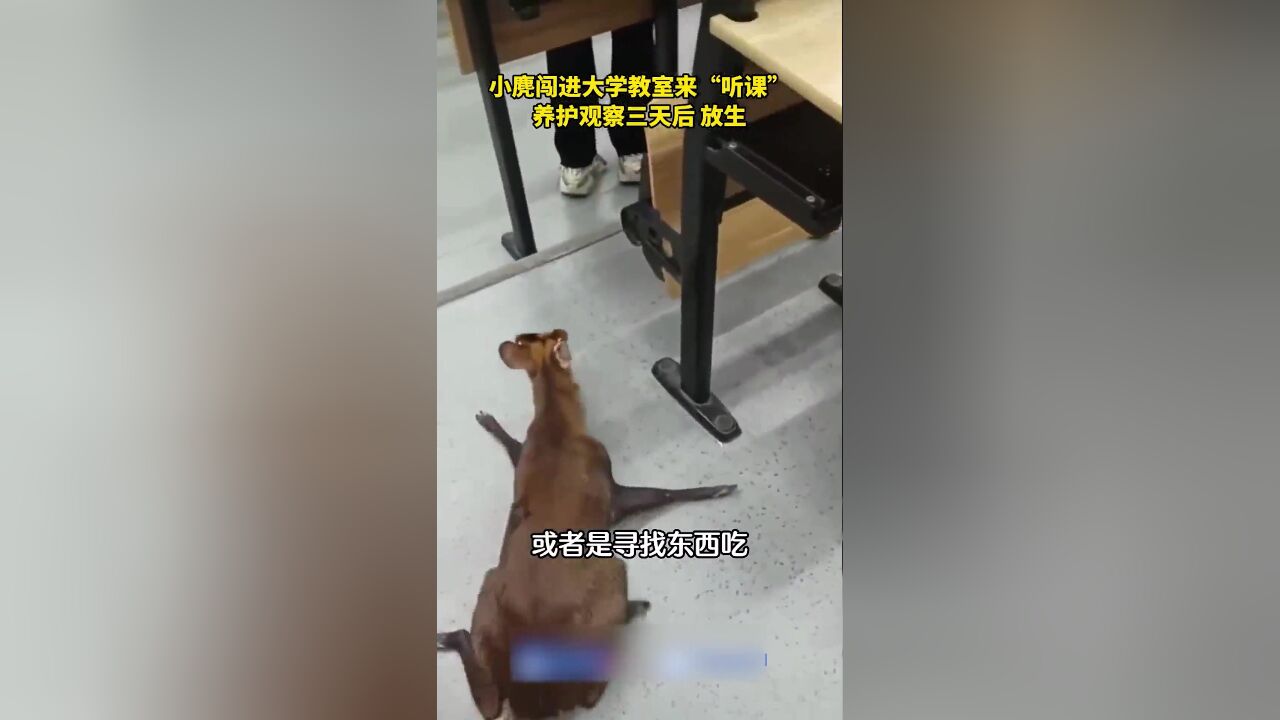 小麂闯进大学教室来“听课”,动植物保护管理站工作人员将其放归大自然