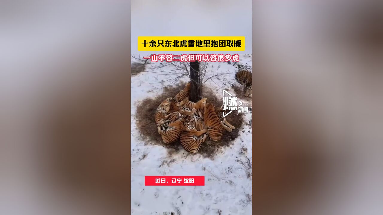 十余只东北虎雪地里抱团取暖!一山不容二虎但可以容很多虎