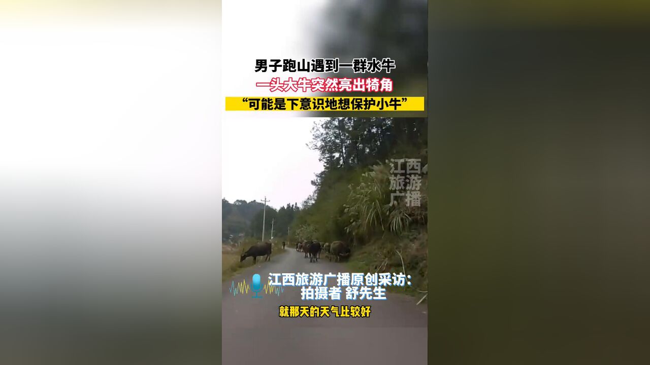 男子跑山遇到一群水牛,一头大牛突然亮出犄角