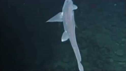 神秘的深海鱼类 鬼鲨