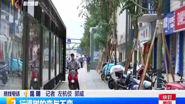 行道树的变与不变