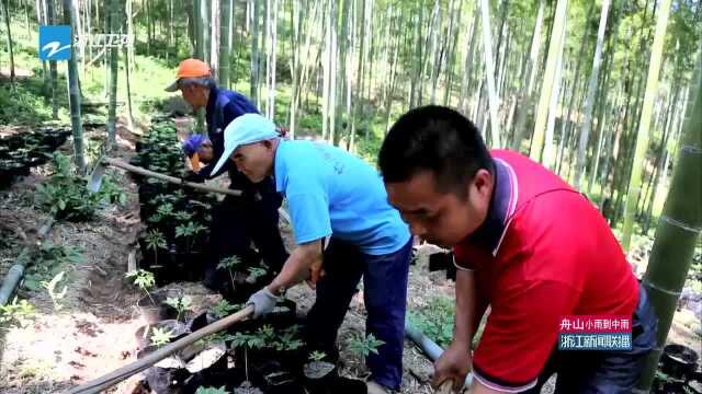 安吉:竹林里种下三万株长白山人参