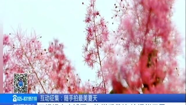 互动征集:随手拍最美夏天 无锡锡山农博园——绚烂毛黄栌 浪漫似云霞