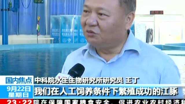 人工环境成功繁育第二代长江江豚