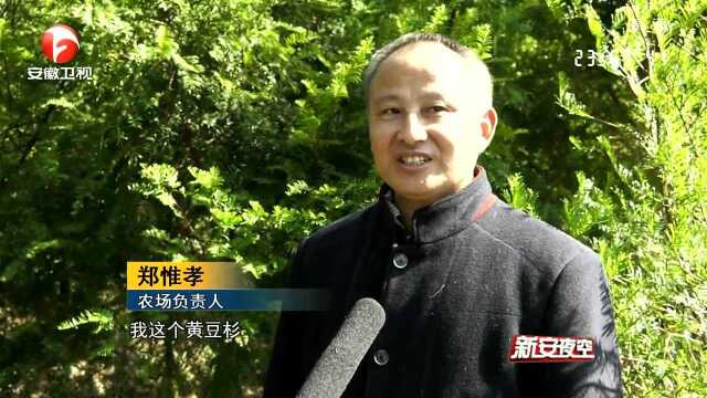 安徽黄山:徽州区发现九株罕见“黄豆杉”