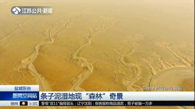 盐城东台:条子泥湿地现“森林”奇景