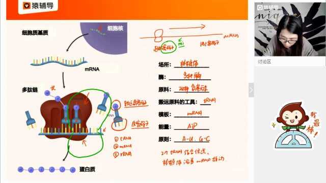 高二3.6【生】复习:基因的表达