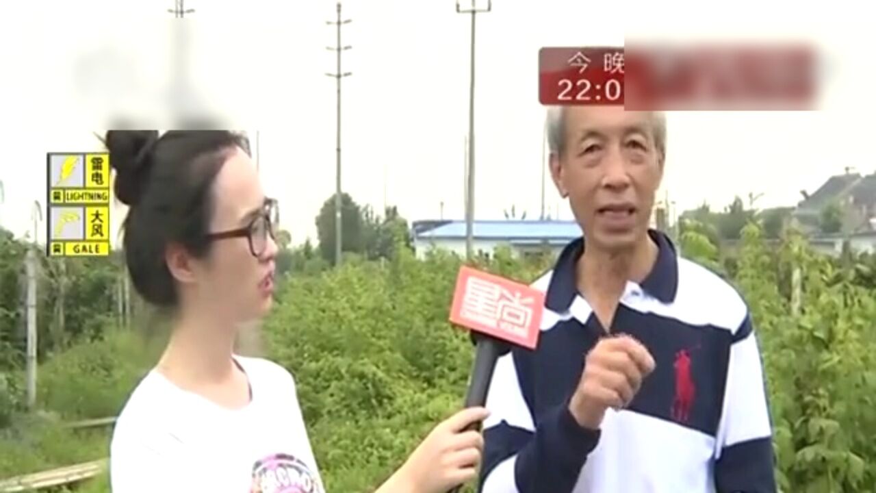 上海近郊也产黑莓 采摘品尝鲜果滋味