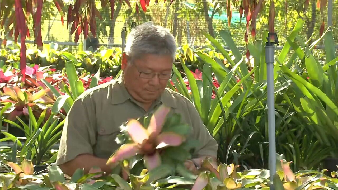 现代科技奇迹:亚洲最大的花园建在亚洲最小的国家