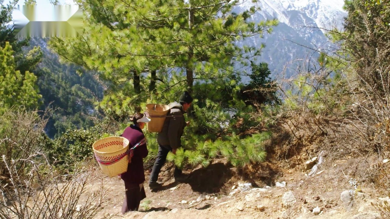 秘境神草 第4季丨走进大山里的植物世界,寻找高山柏!