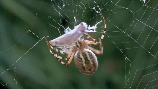蜘蛛的捕食蚂蚱过程高清1080p在线观看平台腾讯视频