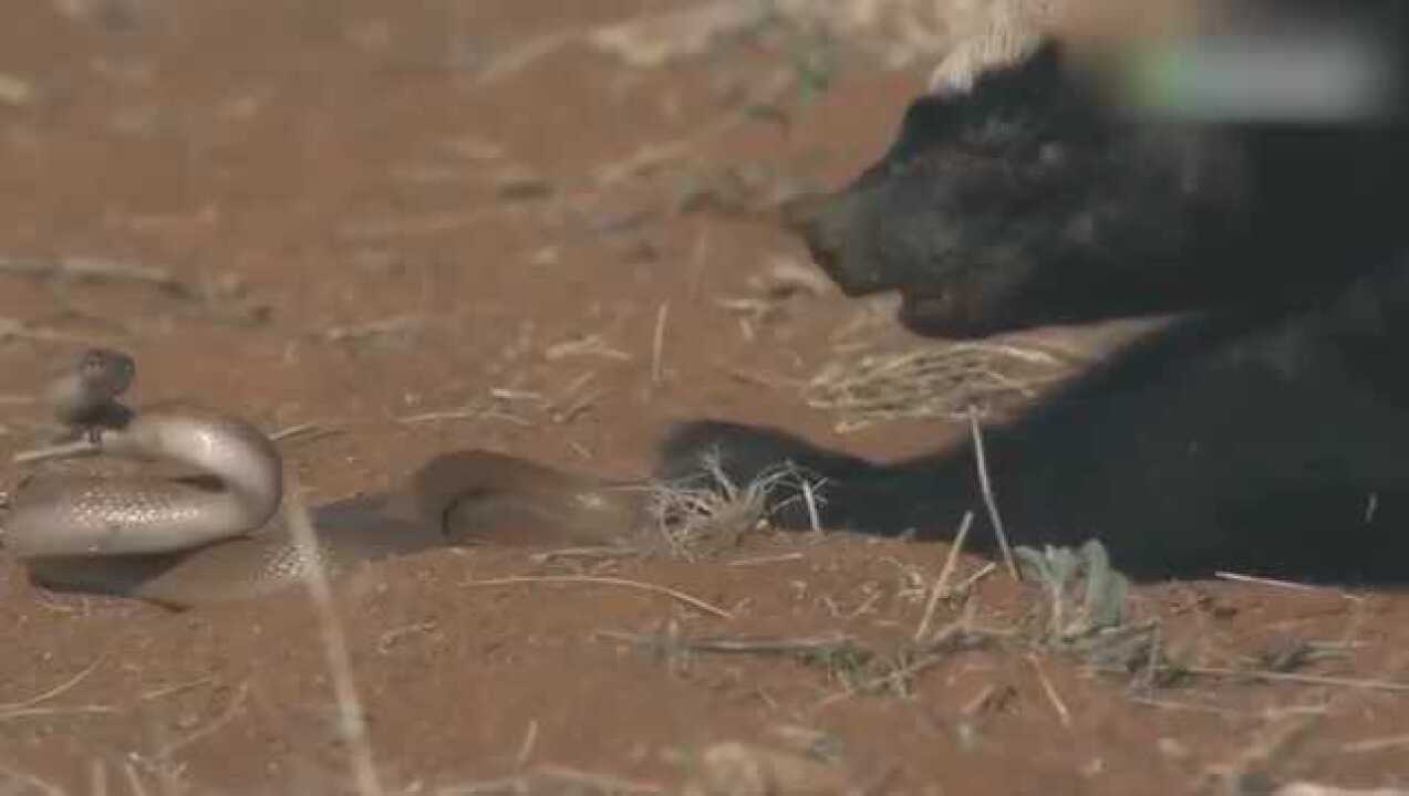 平头哥蜜獾被毒蛇连咬中数口还是不管不顾扑上去就开始吃肉