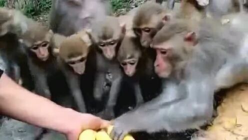 小猴子抢吃的，真是一把好手啊 - 腾讯视频