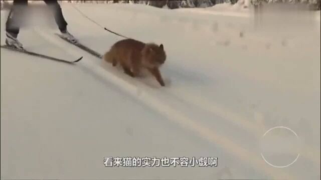 俄罗斯的猫咪能拉雪橇!如此彪悍,不服来战