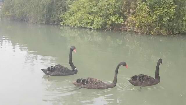 黑科技防走丢,电子科大校宠黑天鹅戴“项链”,还能监测健康