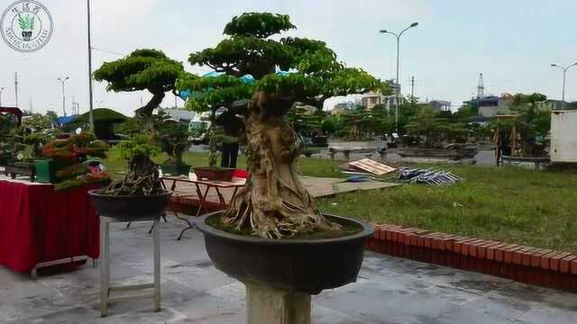 真羡慕乡村生活!农村盆景市场满是盆栽,各种造型吸引了很多人