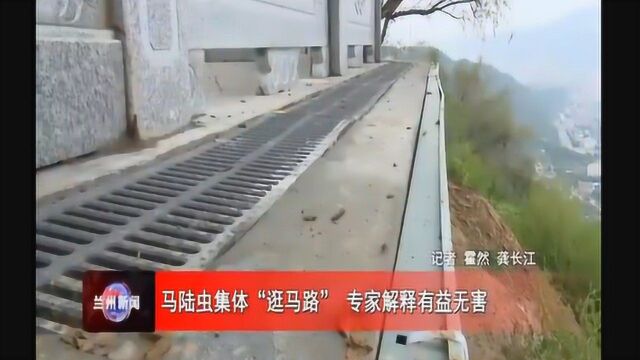 马陆虫集体“逛马路” 专家解释有益无害