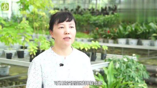 玫瑰花怎么养花繁叶茂?注意浇水和阳光,保证你的玫瑰花最美!