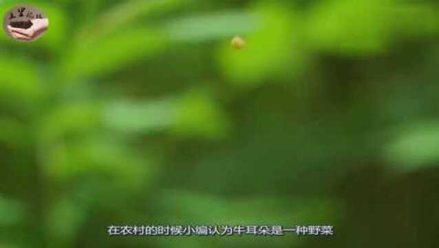 地里这种野生植物,学名牛耳大黄,根茎叶都不要浪费