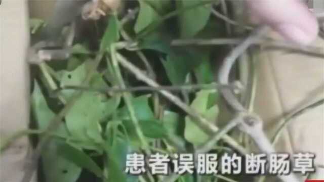 剧毒“断肠草”网上销售 律师表示已违法