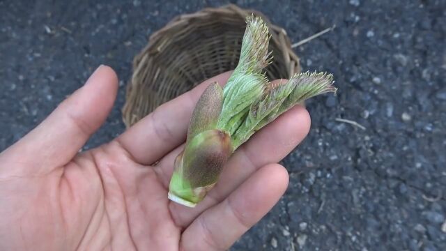 这树浑身长刺,曾一见到就砍,现成出口蔬菜,一斤卖到40元还排队买