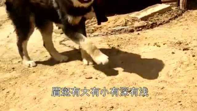 农村四眼土狗:不应该被人遗忘的中华田园犬!