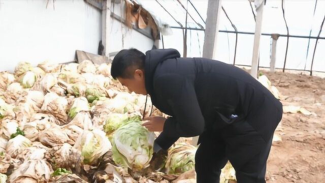 白菜喷甲醛?有这些症状的白菜不要买了