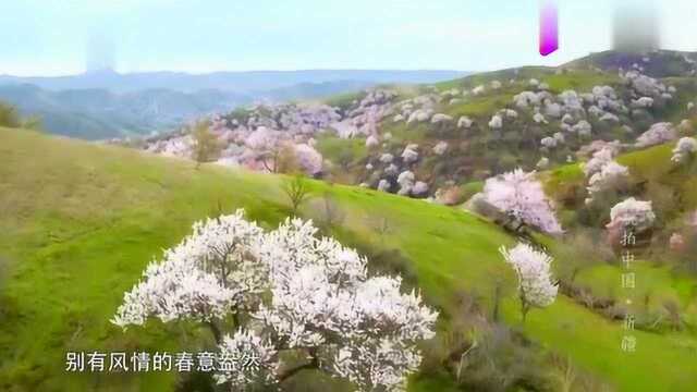 「纯风景系列」航拍中国:中国95%的薰衣草都来自这里!