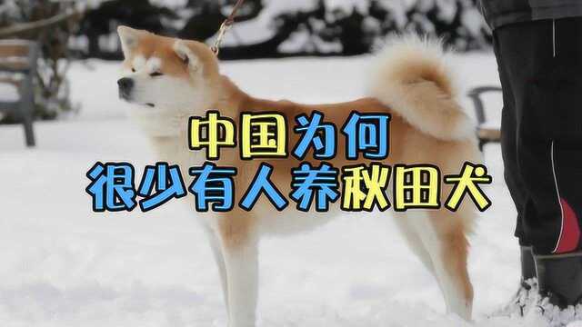 为什么中国很少有人养秋田犬?