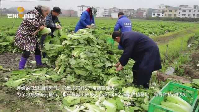 连续低温阴雨天气,郴州永兴2万亩蔬菜腐烂,种植户集体抢收