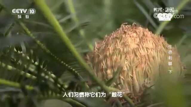 雄花的花球笔直矗立,如同金黄色的玉米