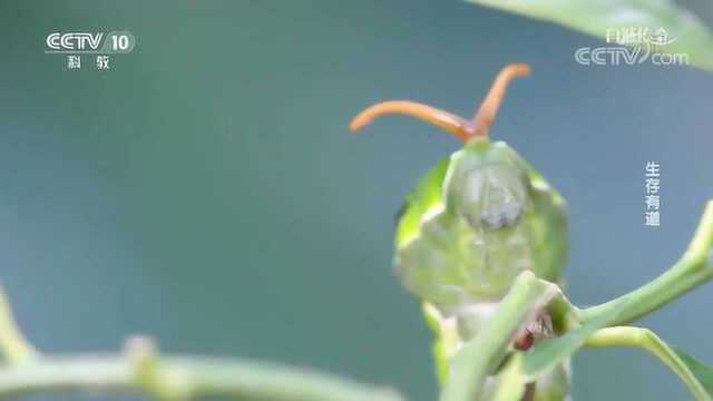 《自然传奇》自然界模仿高手,凤蝶毛虫,它们模仿蛇