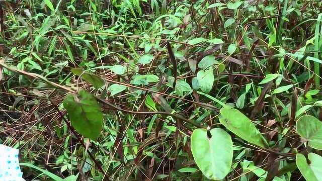 山药很多人都吃过,但是野山药你们有看过吗