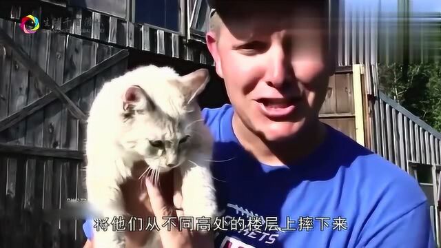 老人说的“猫有九命”是真的吗?科学家做完实验结论很清晰了!