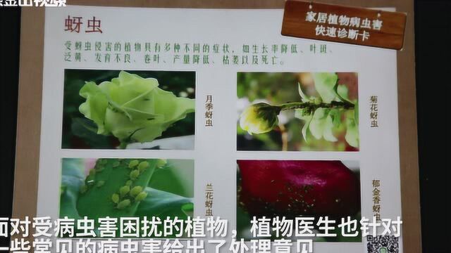 南京高校开“植物医院”:免费帮植物看病