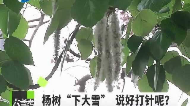 四月杨柳又飞絮 纷纷扬扬如下雪 不是给树打了“节育针”吗?