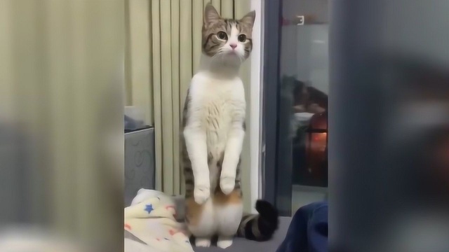 记录猫猫们犯二的欢乐时刻,你家的猫猫也会这样吗?