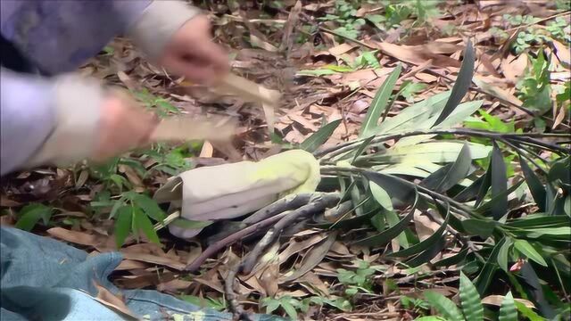 雪舞略施小计,将看守在兰陵王墓前的两位士兵引诱开