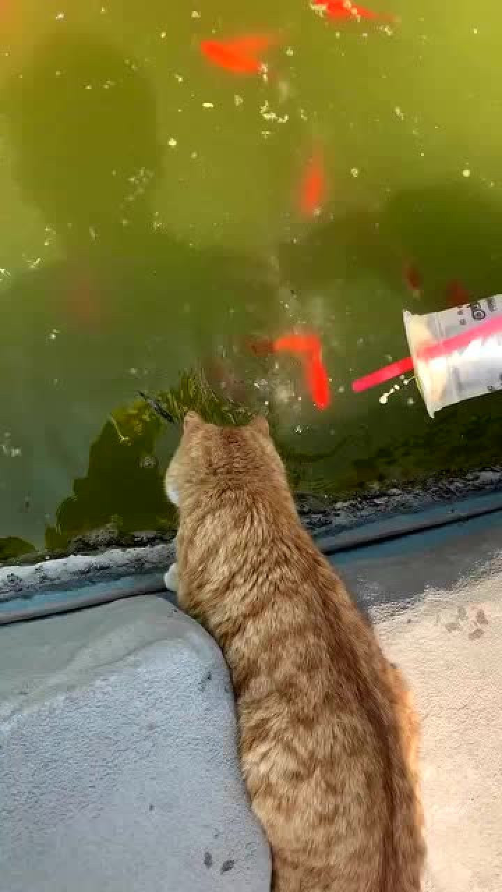 小猫捉鱼,眼疾手快!