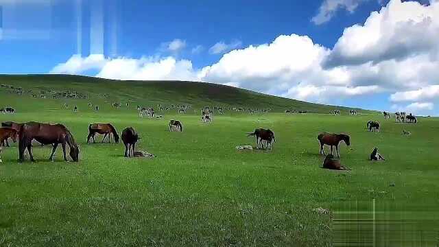 魅力内蒙大草原