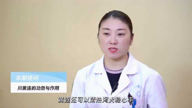 川黄连的功效与作用,不妨来了解一下