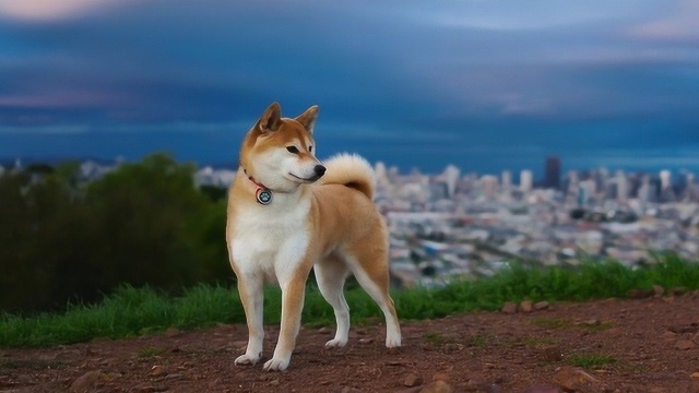 日本秋田犬面临灭绝?只因不如小狗可爱且饲养不便