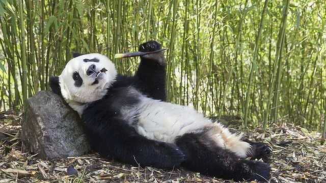 大熊猫有自己的饲养员,还没有天敌,是怎么变成濒危动物的呢?